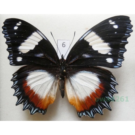 Hypolimnas dexithea Hewitson, 1863 Madagascar 90mm6